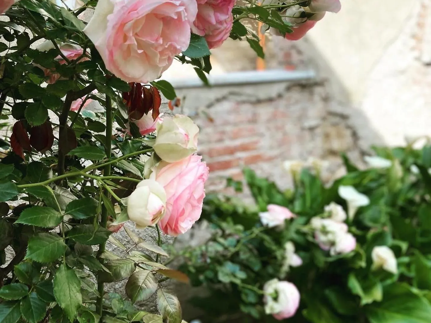 Victoria House B&B Pisa Bed & Breakfast